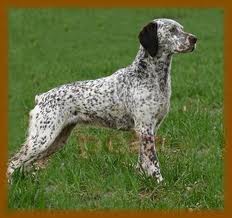 Braque du Bourbonnais